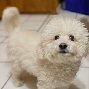 Meet your Posher, Al